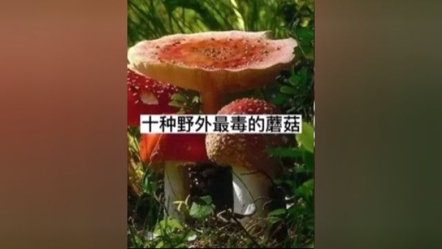 十大最毒蘑菇,在野外遇到一定要注意分辨 2/2