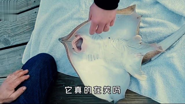 用微笑掩饰痛苦的黄貂鱼,真的是在笑吗?海洋生物知识鱼