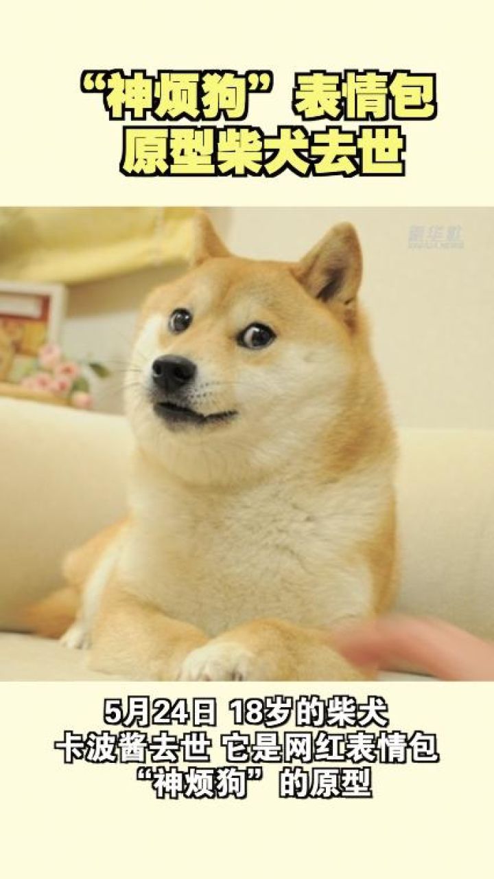 谢谢它给世界带来过快乐!"神烦狗"表情包原型柴犬去世