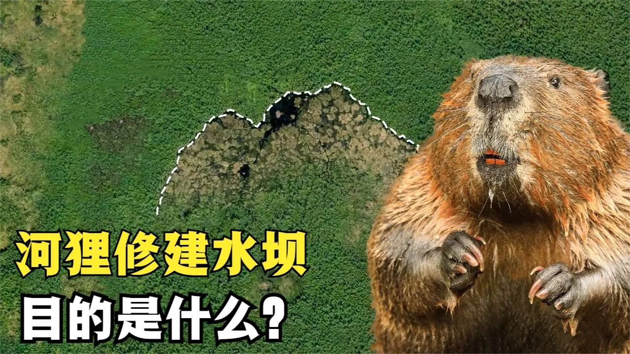 河狸辛苦修建出的水坝,人们为何要将其破坏掉?究竟谁对谁错