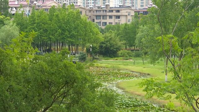 温岭:睡莲初“醒”添夏景,千娇百媚入画来