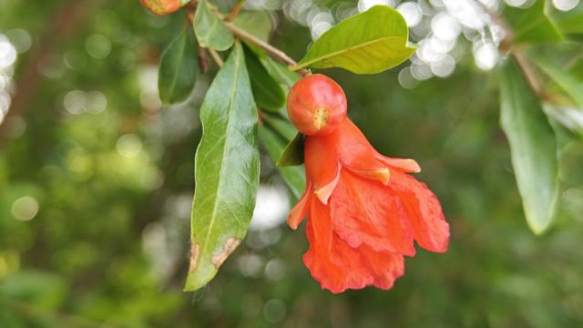 夏日里的石榴花