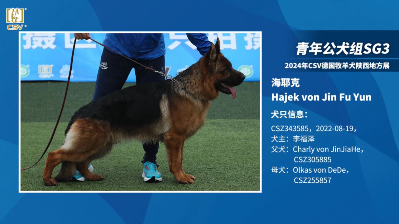 2024年csv德国牧羊犬西安地方展青年公犬组sg3犬只讲评