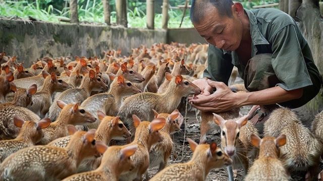 探秘中国最大鹿场:鹿茸背后的三农故事