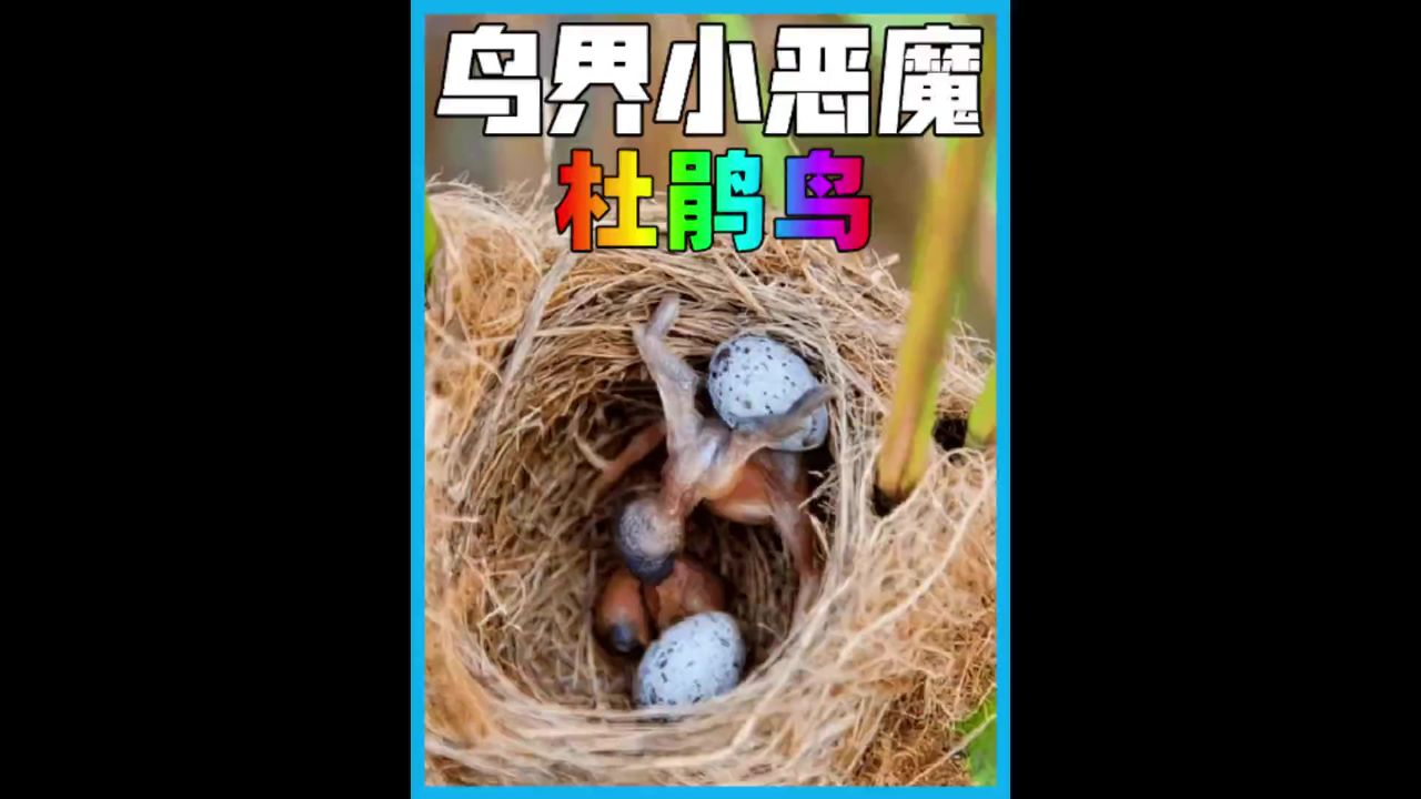 杜鹃幼鸟刚出生就谋害同伴