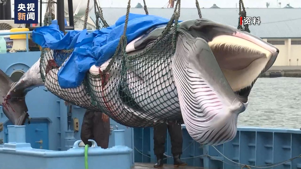 计划新增猎捕对象,新船首航 日本一意孤行商业捕鲸路
