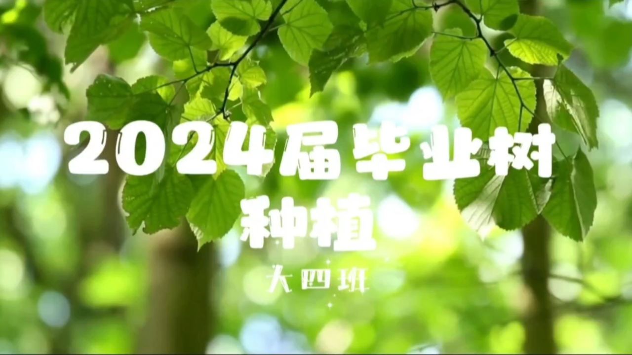 大四班种毕业树视频
