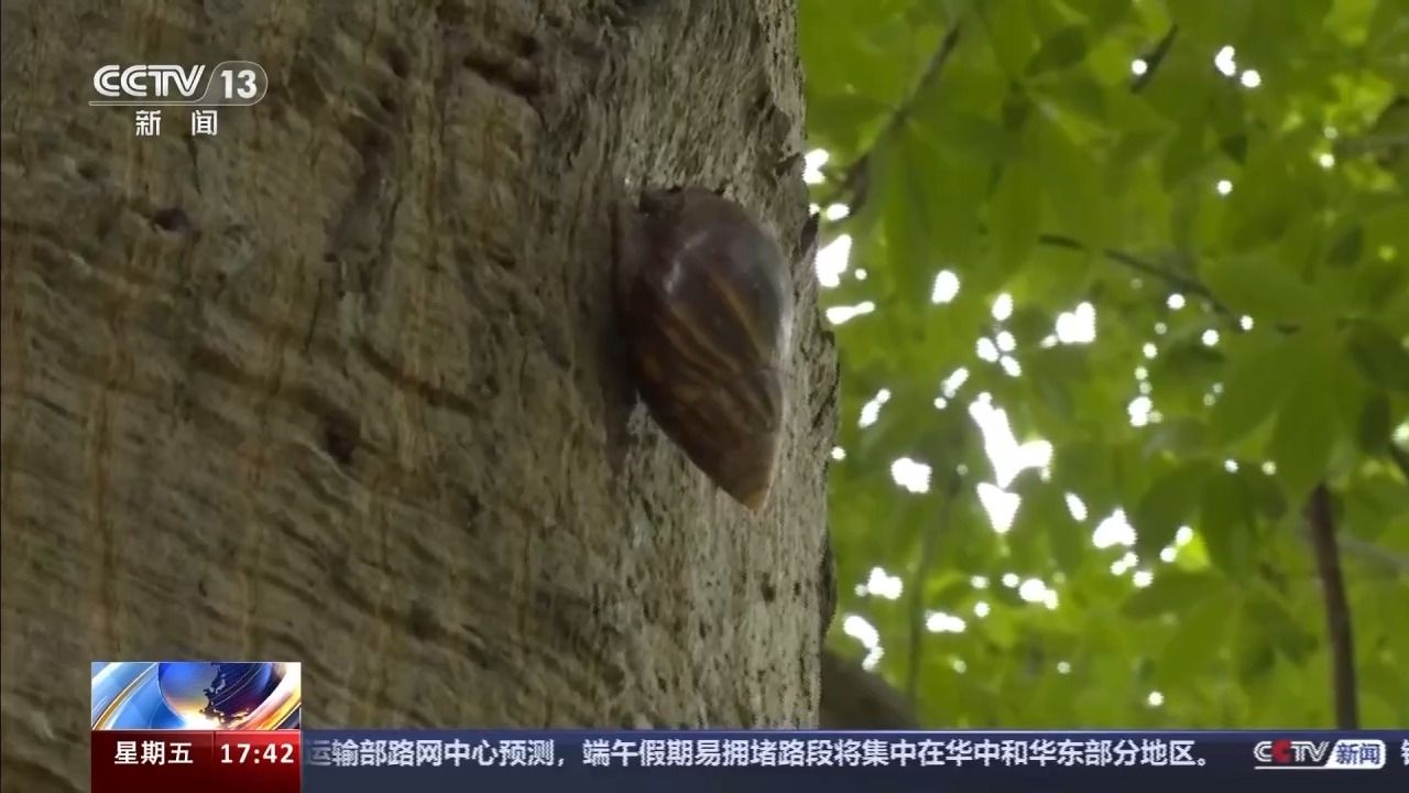 雨后遇到这种大蜗牛 千万别碰!