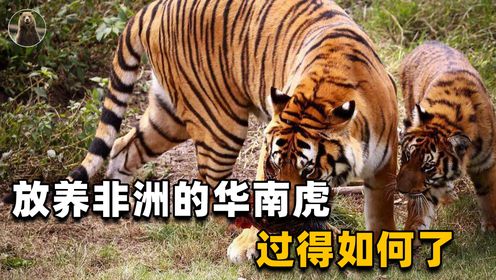 送去非洲防止灭绝！03年被“虎女”放养的2只华南虎，如今怎样了