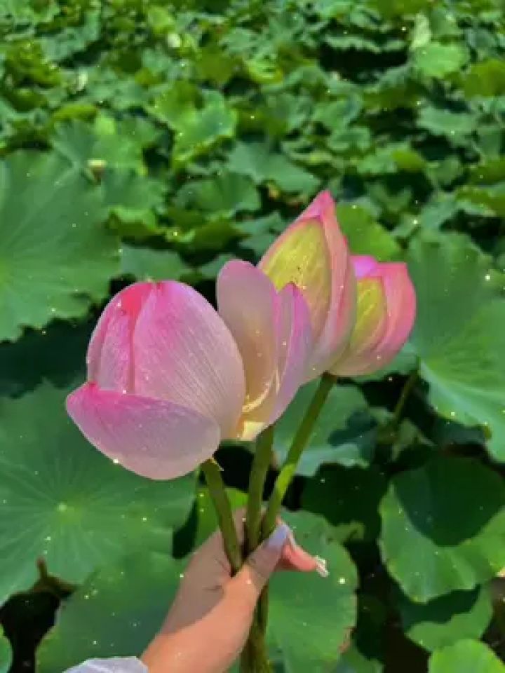 鲸生万物落鲸落万物生_鲸落万物生对应的下一句_一鲸落万物生什么意思