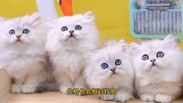 金吉拉猫多少钱一只