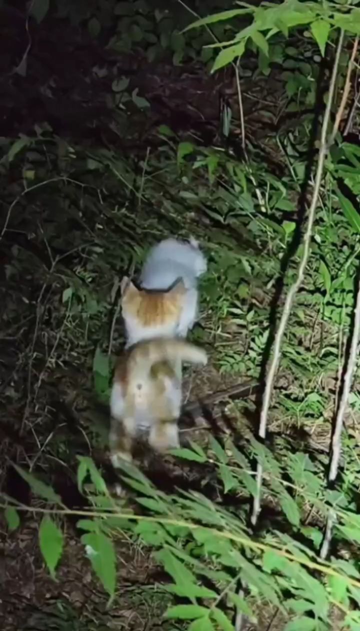 南大仙林四组团两只橘白小奶猫领养