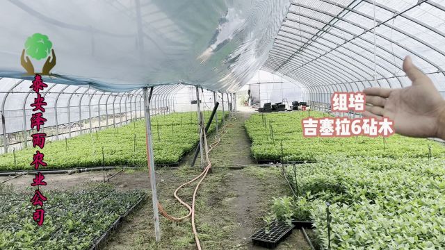 选择吉塞拉6号砧木苗 组培苗带原土发苗 好成活