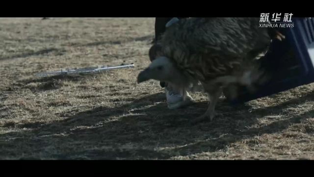 纪录片《西野》上海电影节首映 揭示生物多样性保护的重要性