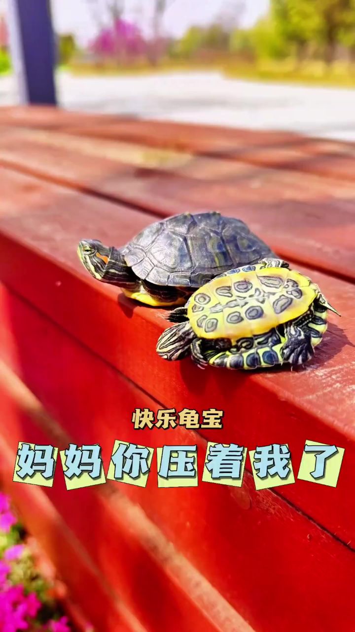 龟宠时代 #春暖花开 #小乌龟和龟妈妈一起晒太阳