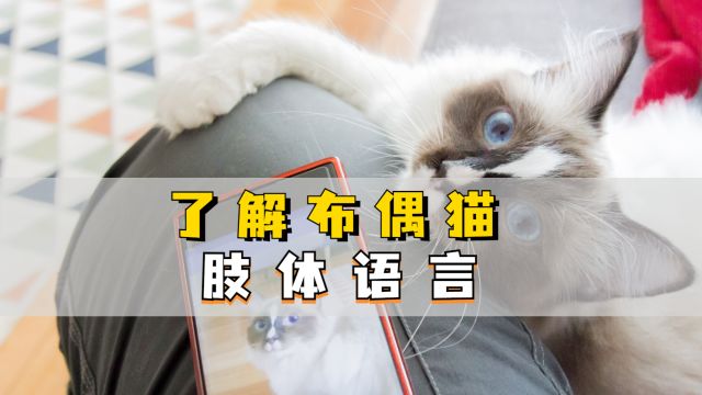 了解布偶猫“肢体语言”,深度了解喵星人!