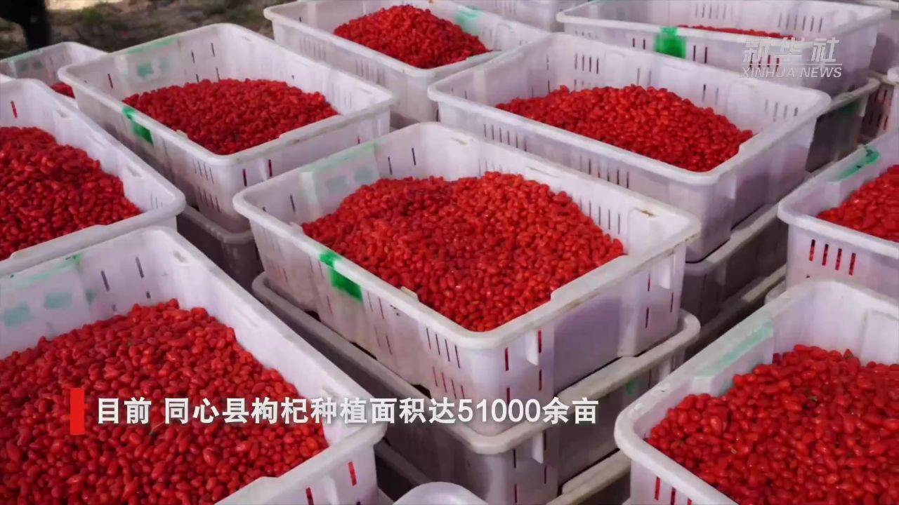 宁夏同心:枸杞采摘正当时