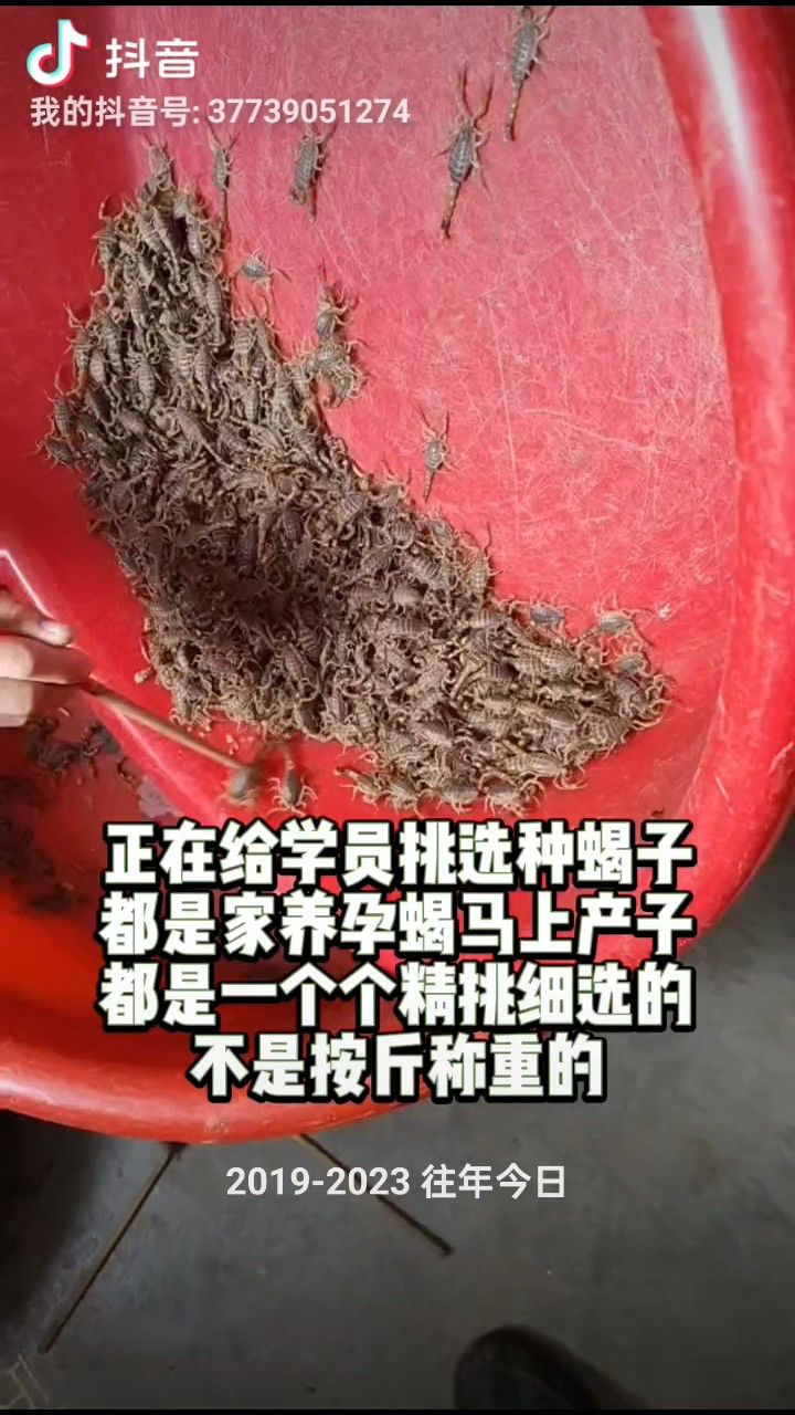 蝎子算不算昆虫图片