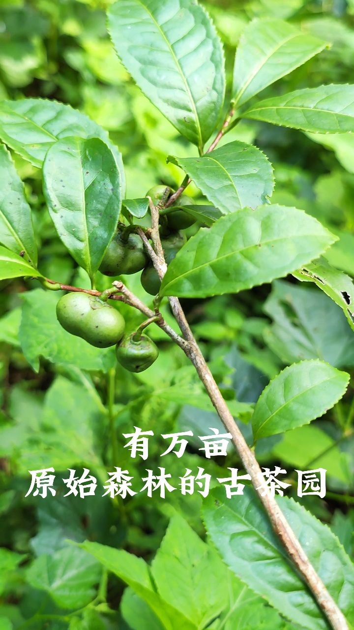 在张家界桑植的原始森林里,遍布大大小小的古茶树。这是桑植白茶野生茶园发源地。这是茶树生长的乐园,是出好茶的福地。#娄澧茶业#桑植推荐官#桑植白 ...
