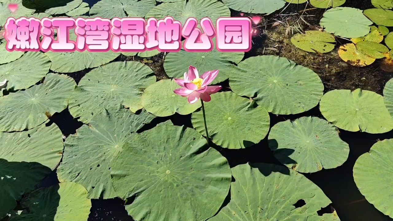 嫩江湾湿地公园(吉林白城大安市),睡莲很美.