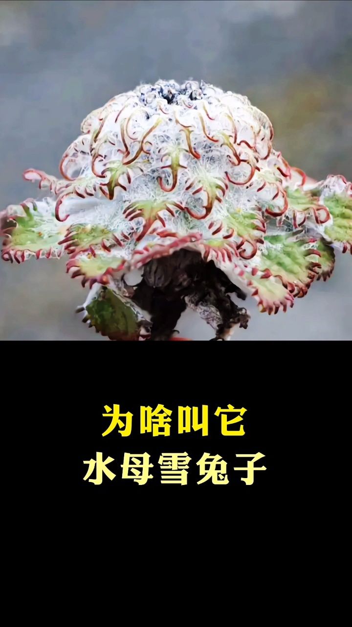 为啥禁止它水母雪兔子