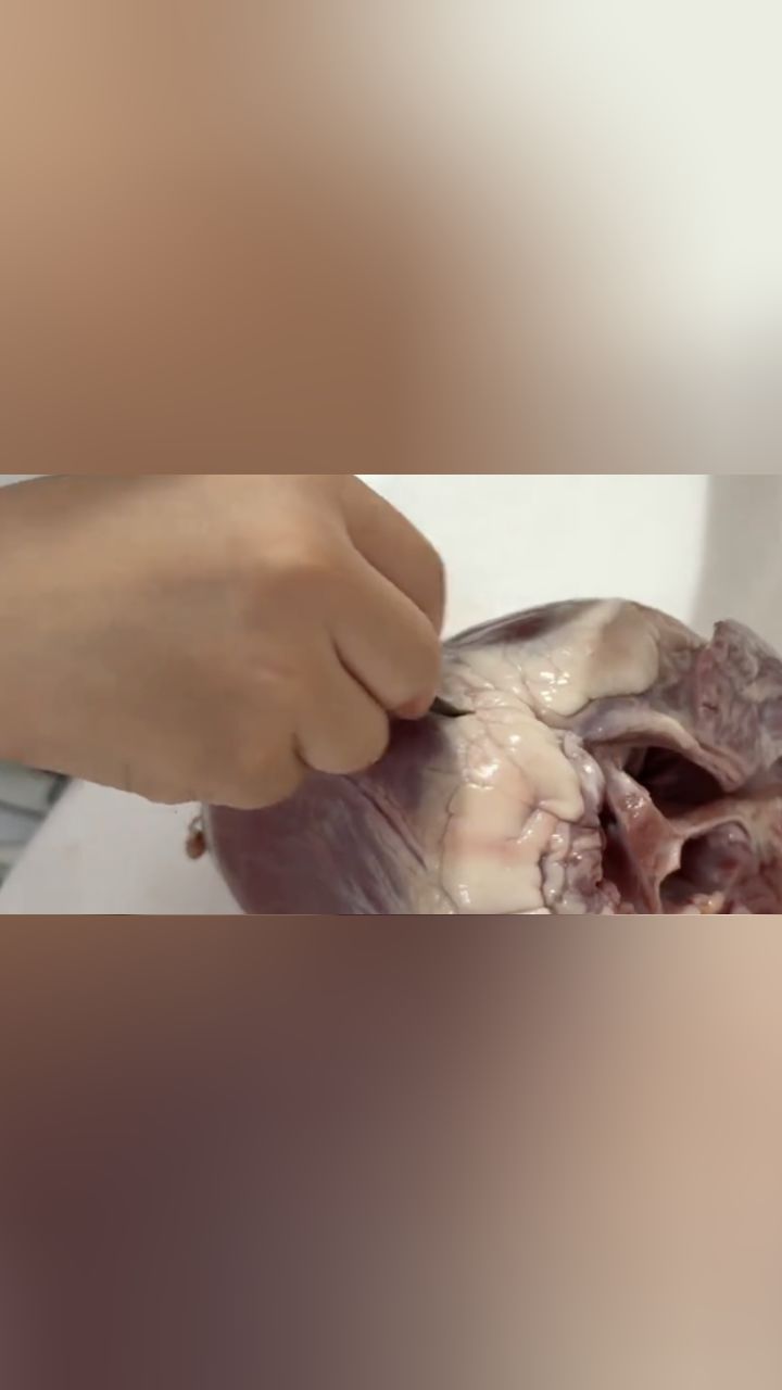 5岁男孩看解剖纪录片后对医学产生兴趣,让妈妈买猪心学心脏构造