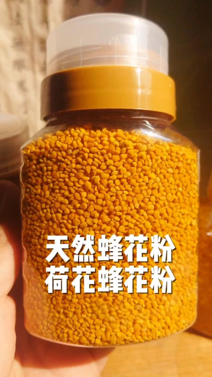 蜜蜂是昆虫吗花粉图片