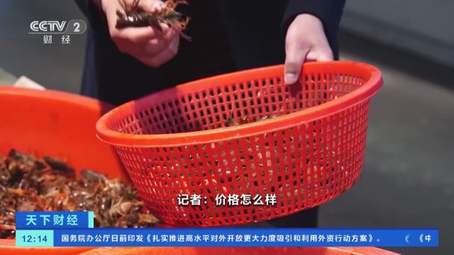 江苏连云港:本地小龙虾抢“鲜”上市