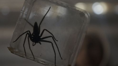 蜘蛛恐惧症者不要点开，法国蜘蛛怪物片《害虫》预告
