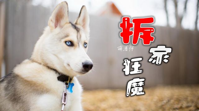 雪犬三傻之阿拉斯加,没事就爱拆家|纪录片