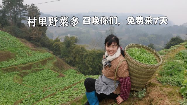 野菜致富,召唤你们,春节来涪陵榨菜地里免费采7天,温暖大家