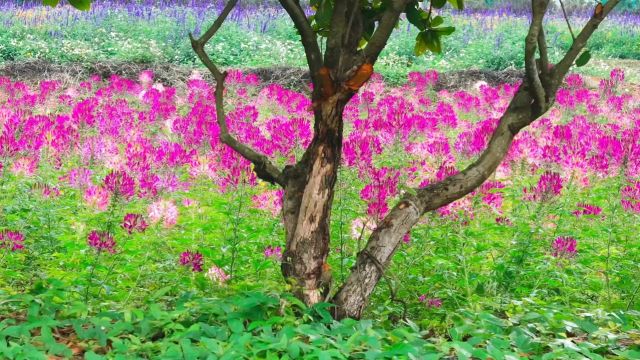 走进莫奈花园!深圳醉蝶花乡野间肆意绽放