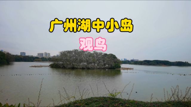 游广州充满“春天味”公园,第一次清晰看“湖心岛”小鸟,附攻略