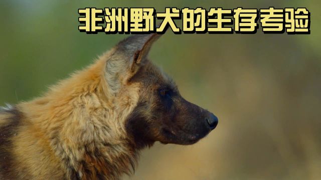 非洲野犬的生存考验,集体行动才尝到了一顿羚羊大餐