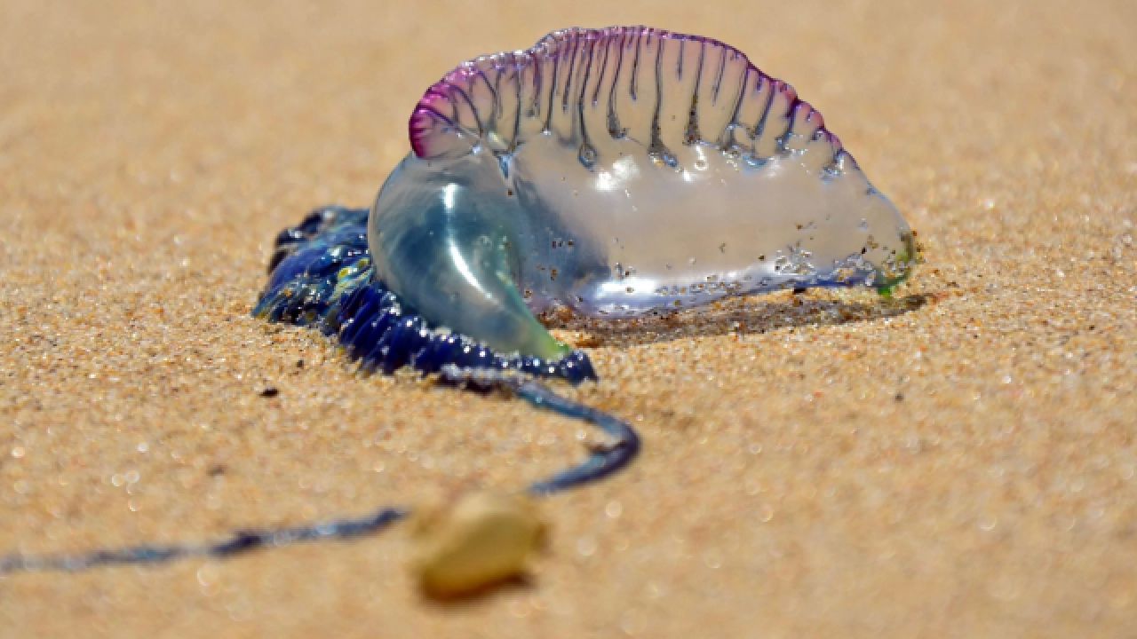文昌现僧帽水母,能远程攻击释放毒液,蜇伤如鞭痕,被蜇怎样自救