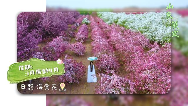 花都开了,我们见面吧!用三首歌打开山东“春日限定花海“!