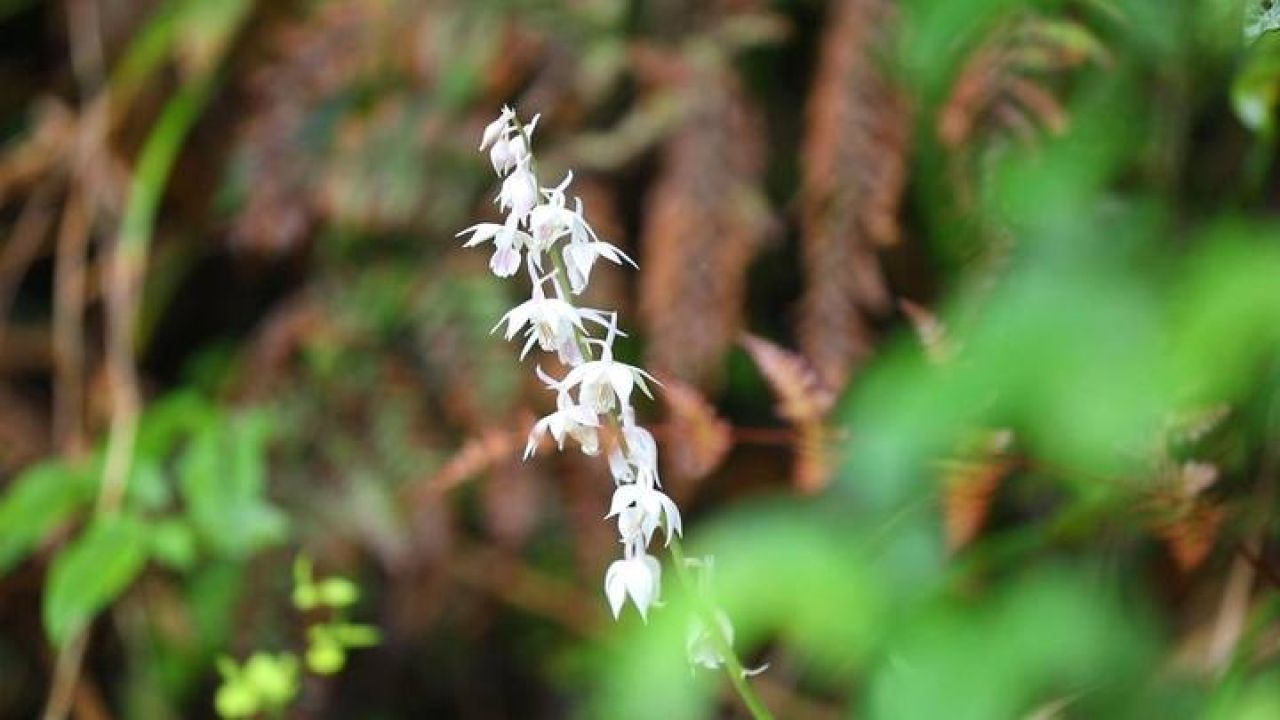 江西首例!齐云山保护区发现濒危物种翘距虾脊兰