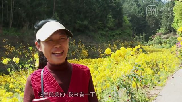 超出片!浙江龙泉上万株黄杜鹃竞相盛放,美得让人窒息