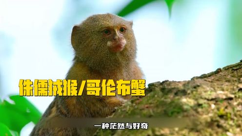 第四集:世界最小的猴子,侏儒狨猴_高清1080P在线观看平台_腾讯视频