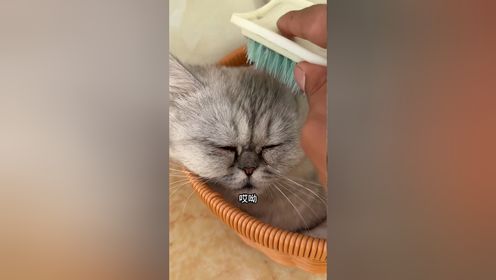 田园猫宝的可爱剧场_高清1080P在线观看平台_腾讯视频