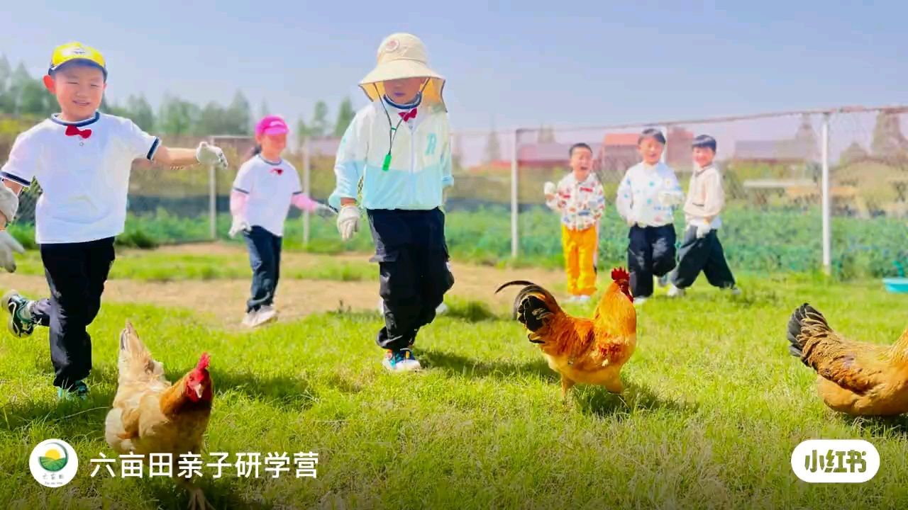 稻田抓鸡_高清1080P在线观看平台_腾讯视频