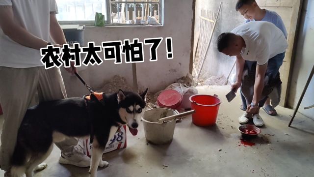 主人当着哈士奇的面把村霸杀了,二哈:这农村也太吓狗了吧!