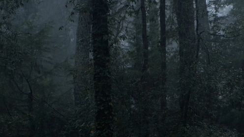 助眠大自然雨声，下雨在充满高大树木的云林中