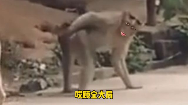 顾全大局