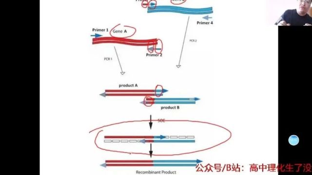 2024年生物高考二轮复习:基因工程PCR引物设计