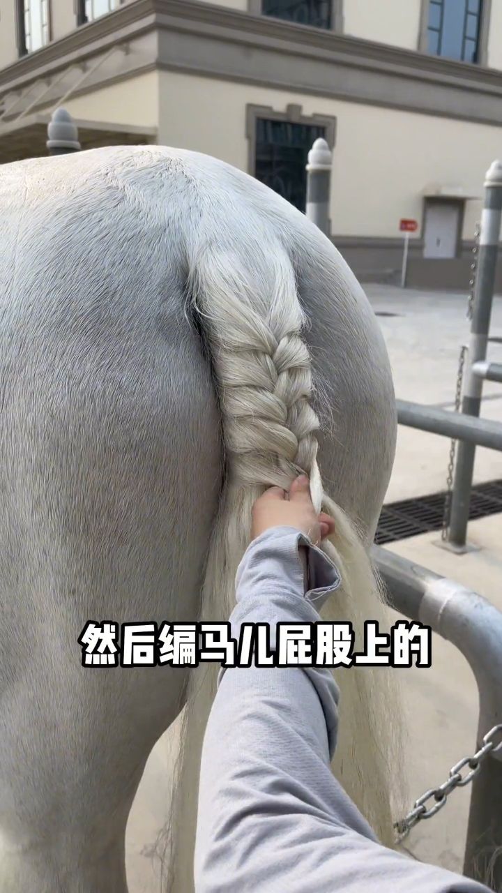 马有多少种发型,这才马辫