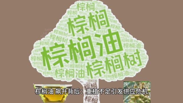 棕榈油产量瓶颈、需求增长与期货价格飙升