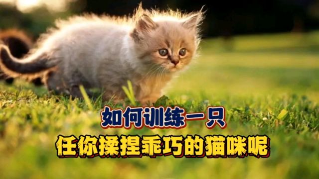 如何训练一只,任你揉捏乖巧的猫咪呢?