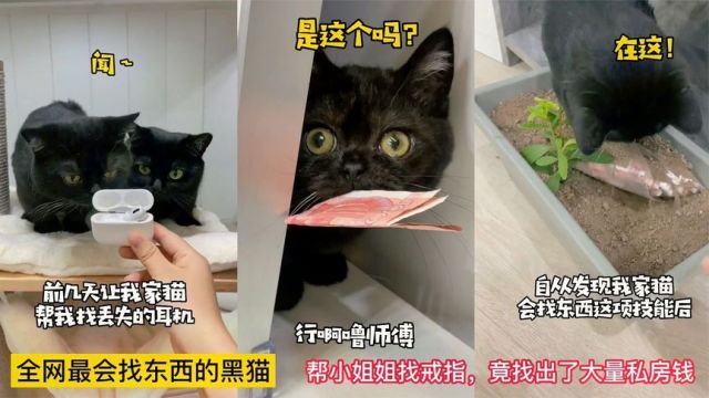 全网最会找东西的黑猫,帮小姐姐找戒指,竟找出了大量私房钱!