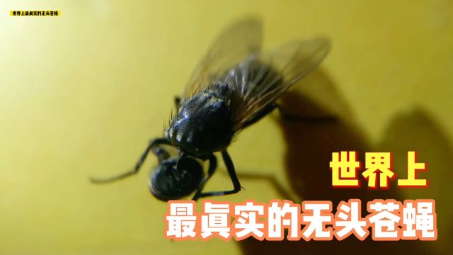 世界上最真实的无头苍蝇